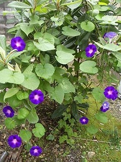 a_biwa1809131.jpg