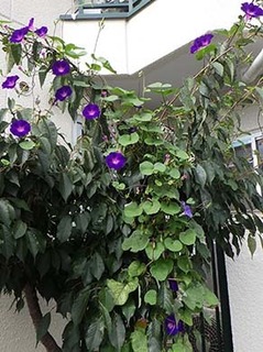 a_gao1809131.jpg