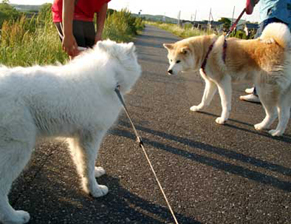 akita1405201.jpg