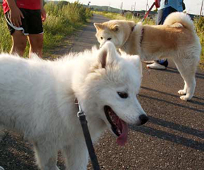 akita1405202.jpg