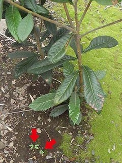 asagao1805311.jpg