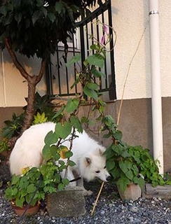 asagao1807181.jpg