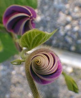 asagao1807183.jpg