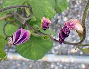 asagao1807191.jpg