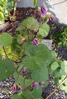 asagao1807221.jpg