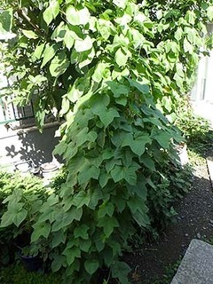 asagao1808111.jpg
