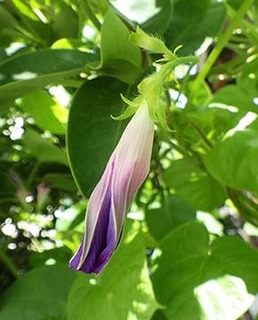 asagao1808112.jpg