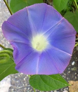 asagao1808114.jpg