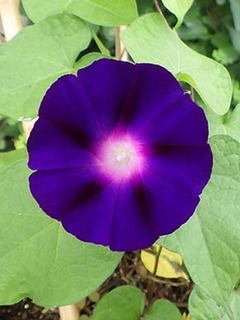 asagao190716.jpg