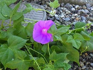 asagao2009051.jpg