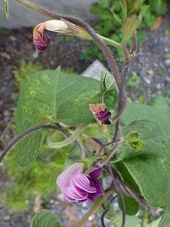 asagao__1807194.jpg
