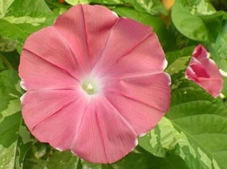 asagao_mojin190805.jpg