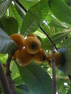 biwa2206032.jpg