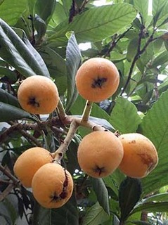 biwa250608a.jpg