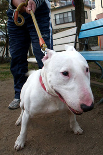 bull_t1104111.jpg
