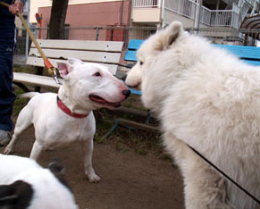bull_t1104112.jpg