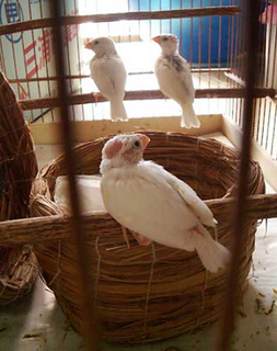 buncho1209101.jpg