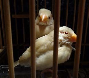 buncho1805203.jpg