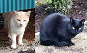 cat121105.jpg