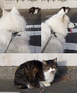 cat181220.jpg