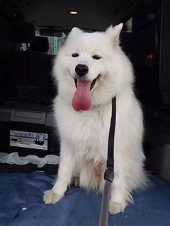 chusha1805062.jpg