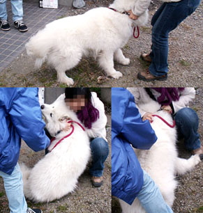 chuusha_n100404.jpg