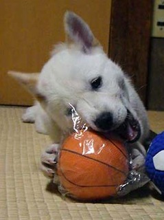 donball2001162.jpg