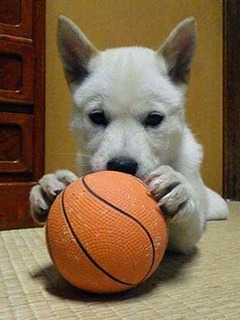 donball2001163.jpg