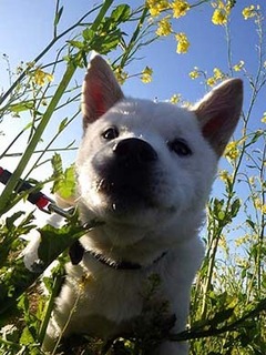 dote2003176.jpg