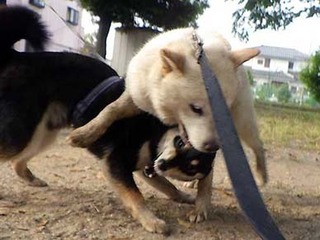 dote20051312.jpg