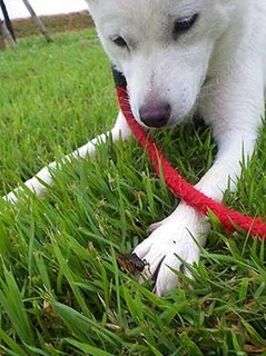 dote2009137.jpg