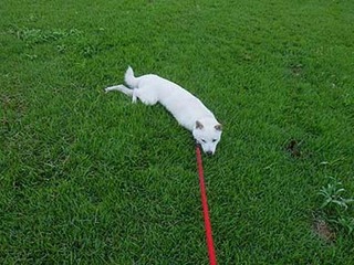 dote2009138.jpg