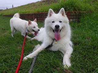 dote2009169.jpg