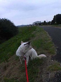 dote2010012.jpg