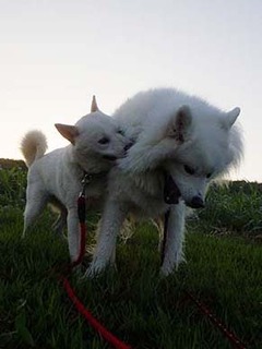 dote2010025.jpg