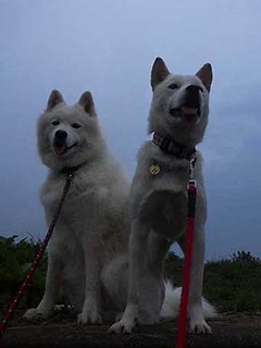 dote2010041.jpg