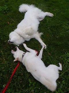 dote2010043.jpg