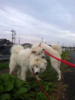 dote2010052.jpg