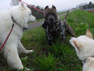 dote2010054.jpg