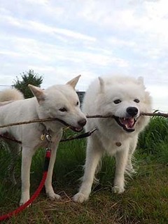dote2010063.jpg