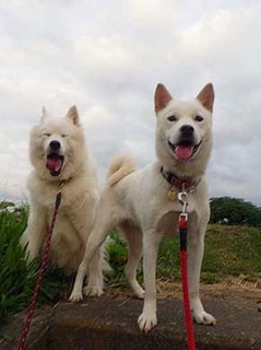 dote2010071.jpg
