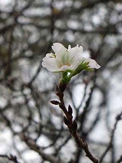 dote2010074.jpg