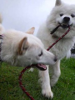 dote2010082.jpg