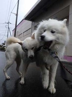 dote2010084.jpg