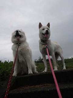 dote2010091.jpg