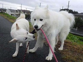 dote2010092.jpg