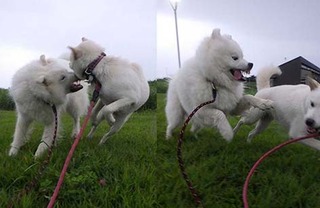 dote2010093.jpg