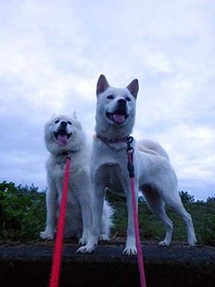 dote2010111.jpg