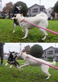 dote20101111.jpg