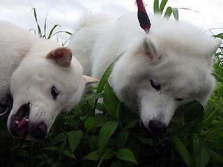 dote2010112.jpg